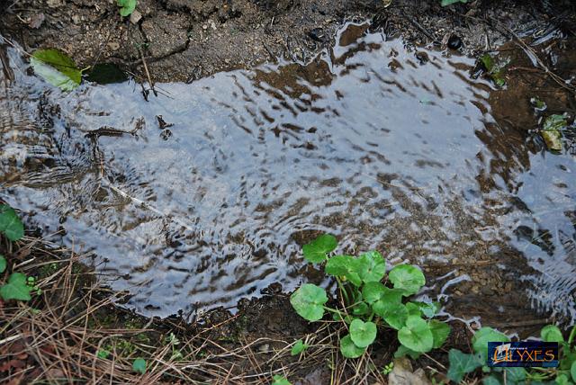 nel corso d'acqua.JPG